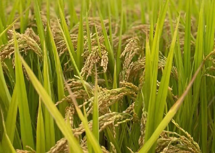 澳门最快最准资料免费手机网站